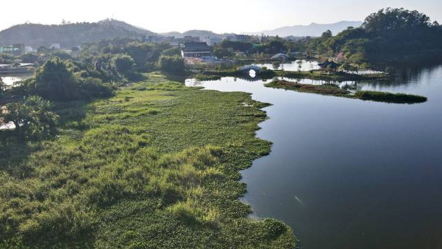 新兴县太平镇太平凤凰湿地公园。